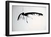 Vulture, nextinctions, folder, 13 (ink on paper)-Ralph Steadman-Framed Giclee Print