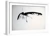 Vulture, nextinctions, folder, 13 (ink on paper)-Ralph Steadman-Framed Giclee Print