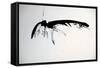 Vulture, nextinctions, folder, 13 (ink on paper)-Ralph Steadman-Framed Stretched Canvas