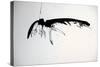 Vulture, nextinctions, folder, 13 (ink on paper)-Ralph Steadman-Stretched Canvas