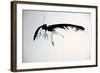 Vulture, nextinctions, folder, 13 (ink on paper)-Ralph Steadman-Framed Giclee Print