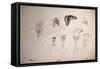 Vulture, nextinctions, folder, 9 (drawing)-Ralph Steadman-Framed Stretched Canvas