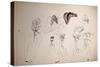 Vulture, nextinctions, folder, 9 (drawing)-Ralph Steadman-Stretched Canvas