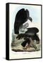 Vultures, 1863-79-Raimundo Petraroja-Framed Stretched Canvas