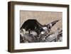 Vultures Feeding on a Carcass, Masai Mara, Kenya, East Africa, Africa-Sergio Pitamitz-Framed Photographic Print