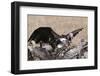 Vultures Feeding on a Carcass, Masai Mara, Kenya, East Africa, Africa-Sergio Pitamitz-Framed Photographic Print