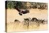 Vultures on a kill, Botswana, Africa-Karen Deakin-Stretched Canvas