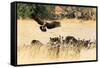 Vultures on a kill, Botswana, Africa-Karen Deakin-Framed Stretched Canvas