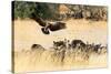 Vultures on a kill, Botswana, Africa-Karen Deakin-Stretched Canvas