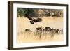 Vultures on a kill, Botswana, Africa-Karen Deakin-Framed Photographic Print