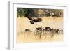 Vultures on a kill, Botswana, Africa-Karen Deakin-Framed Photographic Print