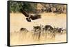 Vultures on a kill, Botswana, Africa-Karen Deakin-Framed Stretched Canvas