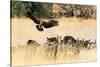 Vultures on a kill, Botswana, Africa-Karen Deakin-Stretched Canvas