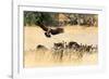 Vultures on a kill, Botswana, Africa-Karen Deakin-Framed Photographic Print