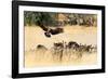 Vultures on a kill, Botswana, Africa-Karen Deakin-Framed Photographic Print