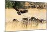 Vultures on a kill, Botswana, Africa-Karen Deakin-Mounted Photographic Print