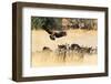 Vultures on a kill, Botswana, Africa-Karen Deakin-Framed Photographic Print