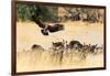 Vultures on a kill, Botswana, Africa-Karen Deakin-Framed Photographic Print