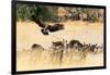 Vultures on a kill, Botswana, Africa-Karen Deakin-Framed Photographic Print