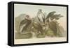 Vultures-null-Framed Stretched Canvas