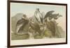 Vultures-null-Framed Giclee Print