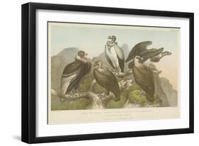 Vultures-null-Framed Giclee Print