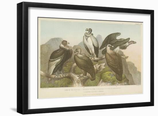 Vultures-null-Framed Giclee Print