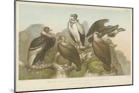 Vultures-null-Mounted Giclee Print