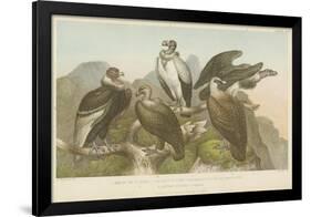 Vultures-null-Framed Giclee Print