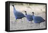 Vulturine Guinea Fowl-null-Framed Stretched Canvas
