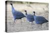 Vulturine Guinea Fowl-null-Stretched Canvas