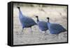 Vulturine Guinea Fowl-null-Framed Stretched Canvas