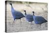 Vulturine Guinea Fowl-null-Stretched Canvas
