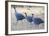 Vulturine Guinea Fowl-null-Framed Photographic Print