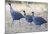 Vulturine Guinea Fowl-null-Mounted Photographic Print