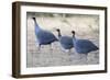 Vulturine Guinea Fowl-null-Framed Photographic Print