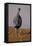 Vulturine Guineafowl-MaryAnn McDonald-Framed Stretched Canvas