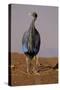 Vulturine Guineafowl-MaryAnn McDonald-Stretched Canvas