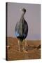 Vulturine Guineafowl-MaryAnn McDonald-Stretched Canvas