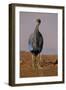 Vulturine Guineafowl-MaryAnn McDonald-Framed Premium Photographic Print