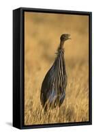 Vulturine Guineafowl-Joe McDonald-Framed Stretched Canvas