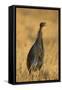 Vulturine Guineafowl-Joe McDonald-Framed Stretched Canvas