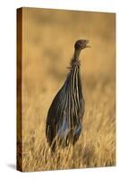 Vulturine Guineafowl-Joe McDonald-Stretched Canvas
