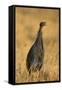 Vulturine Guineafowl-Joe McDonald-Framed Stretched Canvas