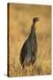 Vulturine Guineafowl-Joe McDonald-Stretched Canvas