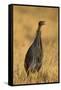 Vulturine Guineafowl-Joe McDonald-Framed Stretched Canvas