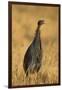 Vulturine Guineafowl-Joe McDonald-Framed Premium Photographic Print