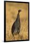 Vulturine Guineafowl-Joe McDonald-Framed Premium Photographic Print