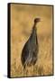 Vulturine Guineafowl-Joe McDonald-Framed Stretched Canvas