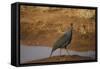 Vulturine Guineafowl-Joe McDonald-Framed Stretched Canvas